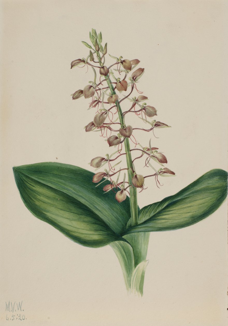 Lily Twybulade Liparis liliifolia, 1920. od Mary Vaux Walcott