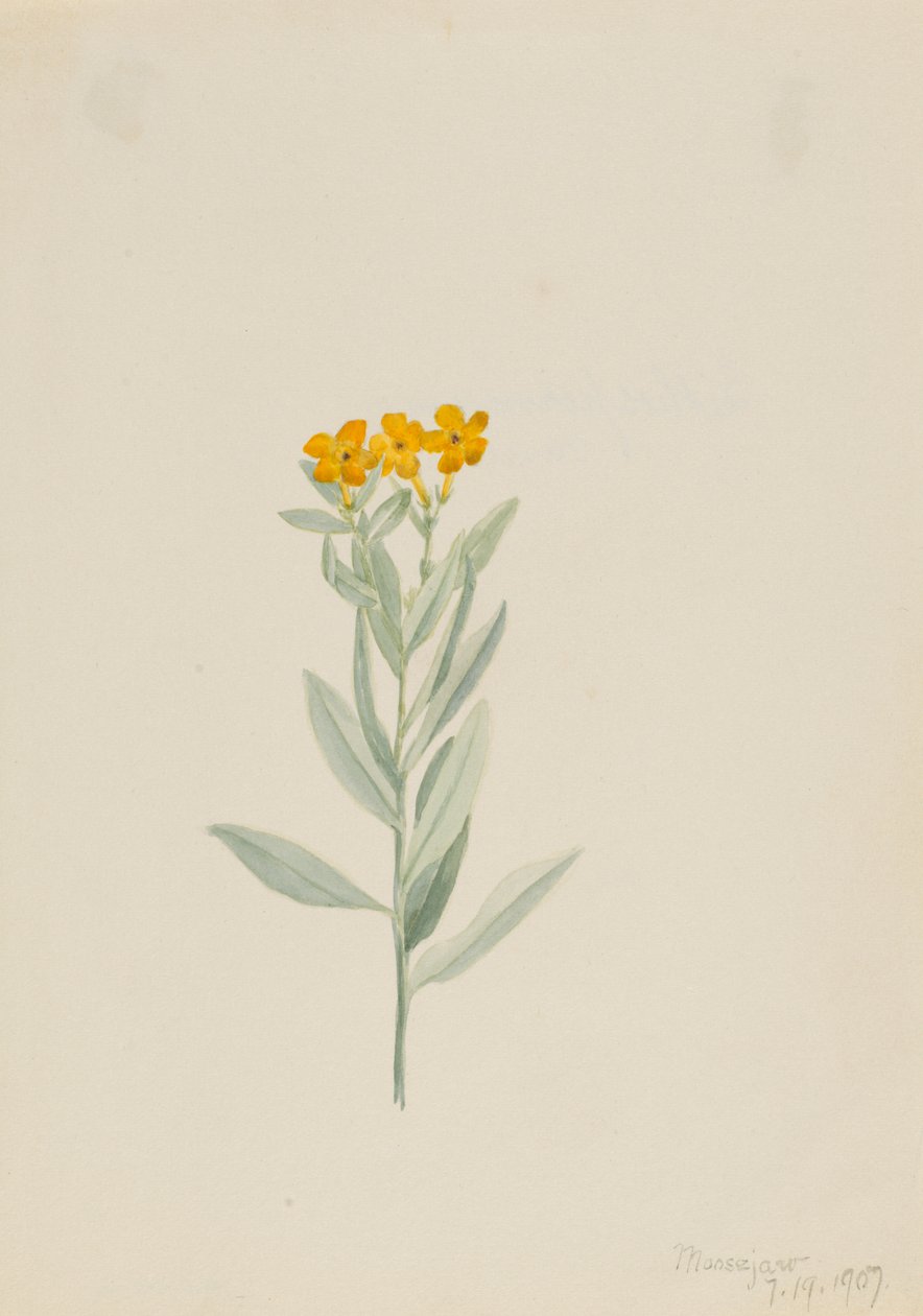 Lithospermum canescens, 1907. od Mary Vaux Walcott