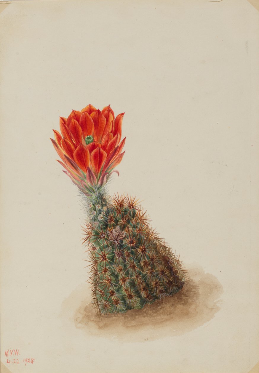 Lloydův jahodový kaktus (Echinocereus lloydii) od Mary Vaux Walcott