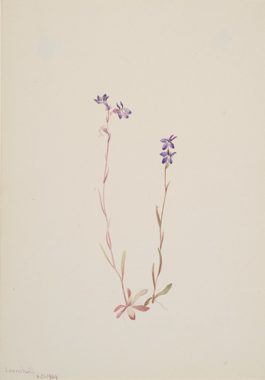 Lobelia Kalmii, 1904. od Mary Vaux Walcott