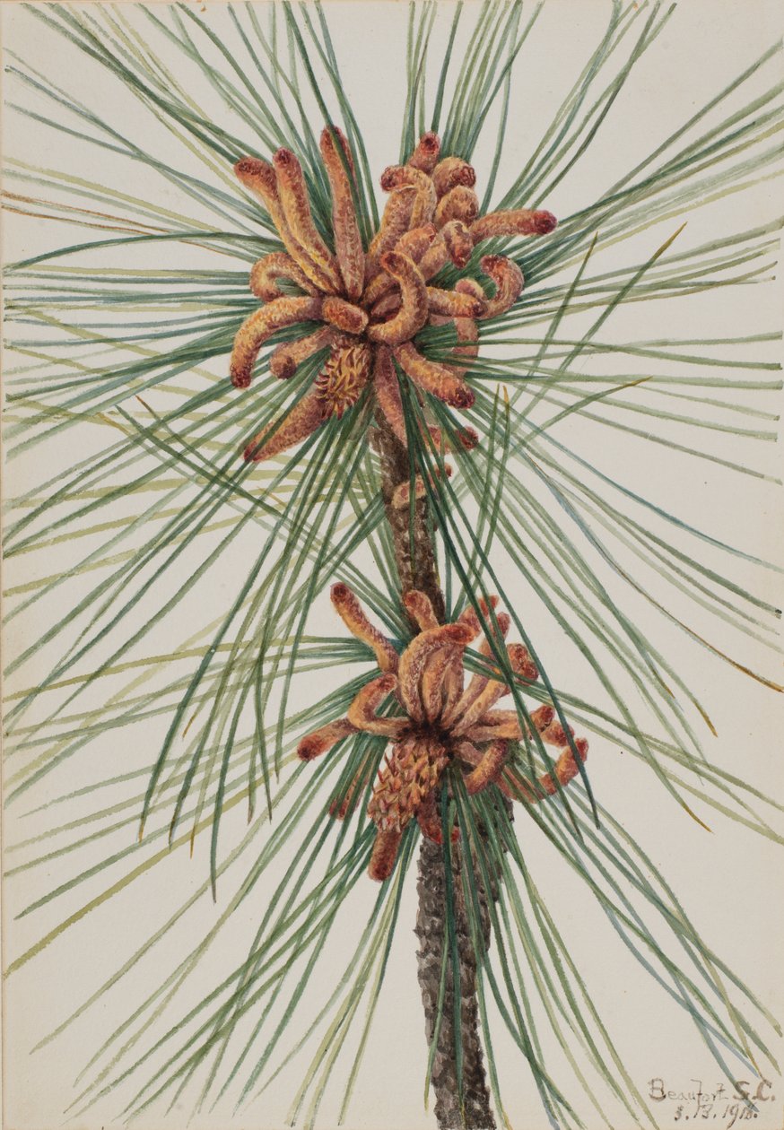 Loblolly Pine Pine, 1918. od Mary Vaux Walcott