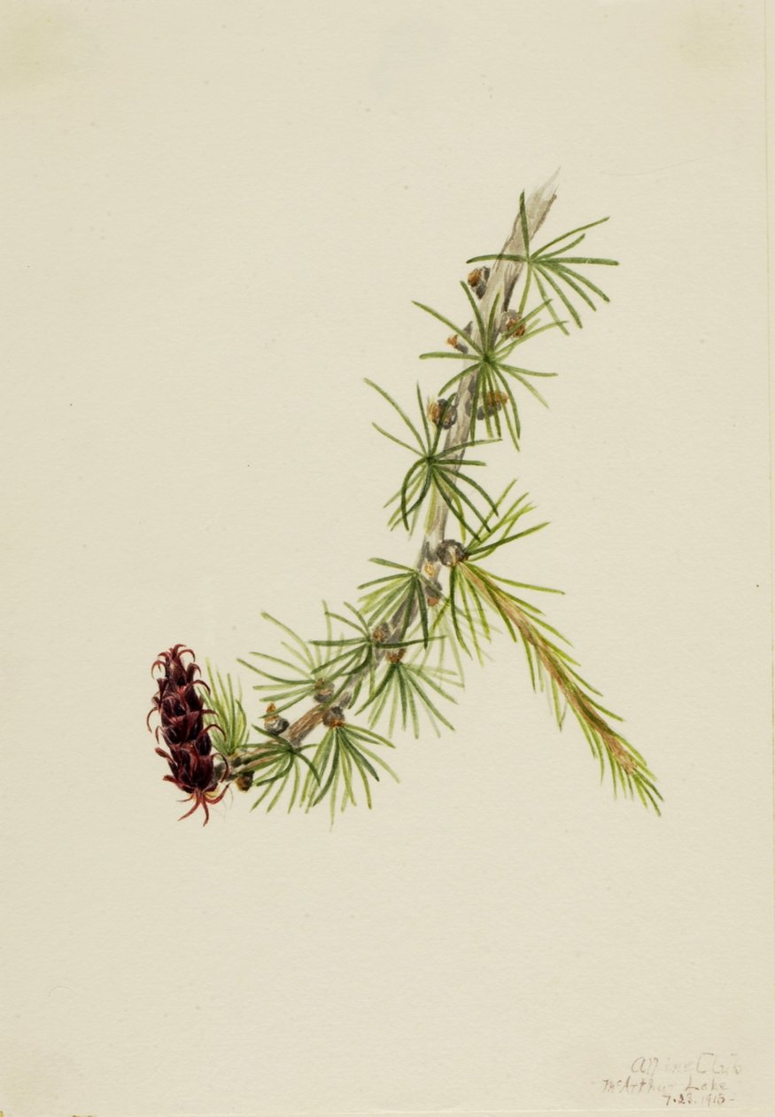 Modřín Lyallův (Larix lyallii) od Mary Vaux Walcott