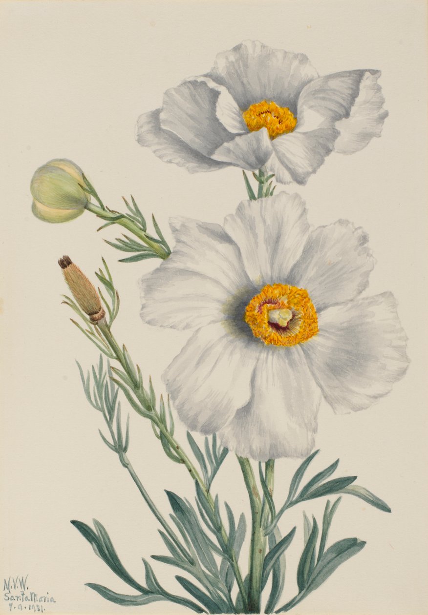 Mák Matilija (Romneya coulteri) od Mary Vaux Walcott