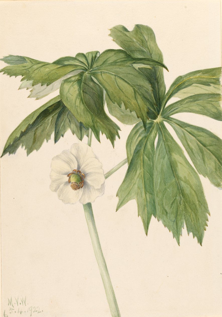 Mayapple Podphyllum paltatum, 1922. od Mary Vaux Walcott