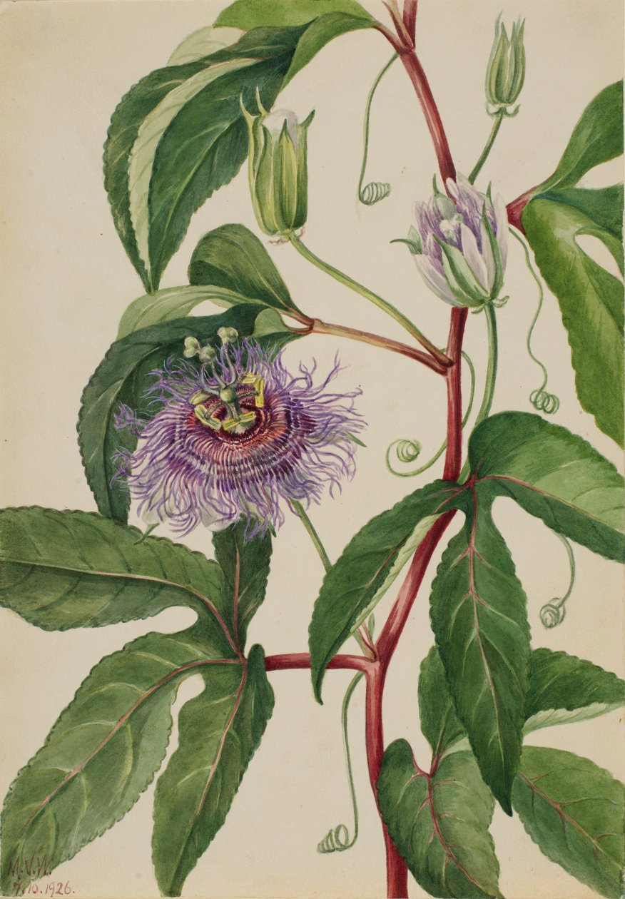 Maypop (Passiflora incarnata) od Mary Vaux Walcott