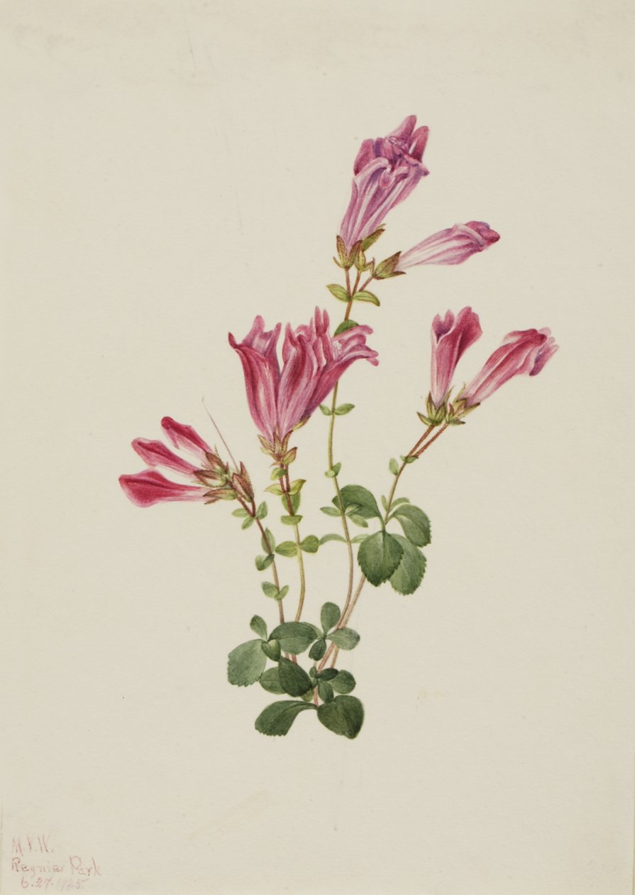 Menzies Pentstemon Pentstemon menziesii, 1925. od Mary Vaux Walcott
