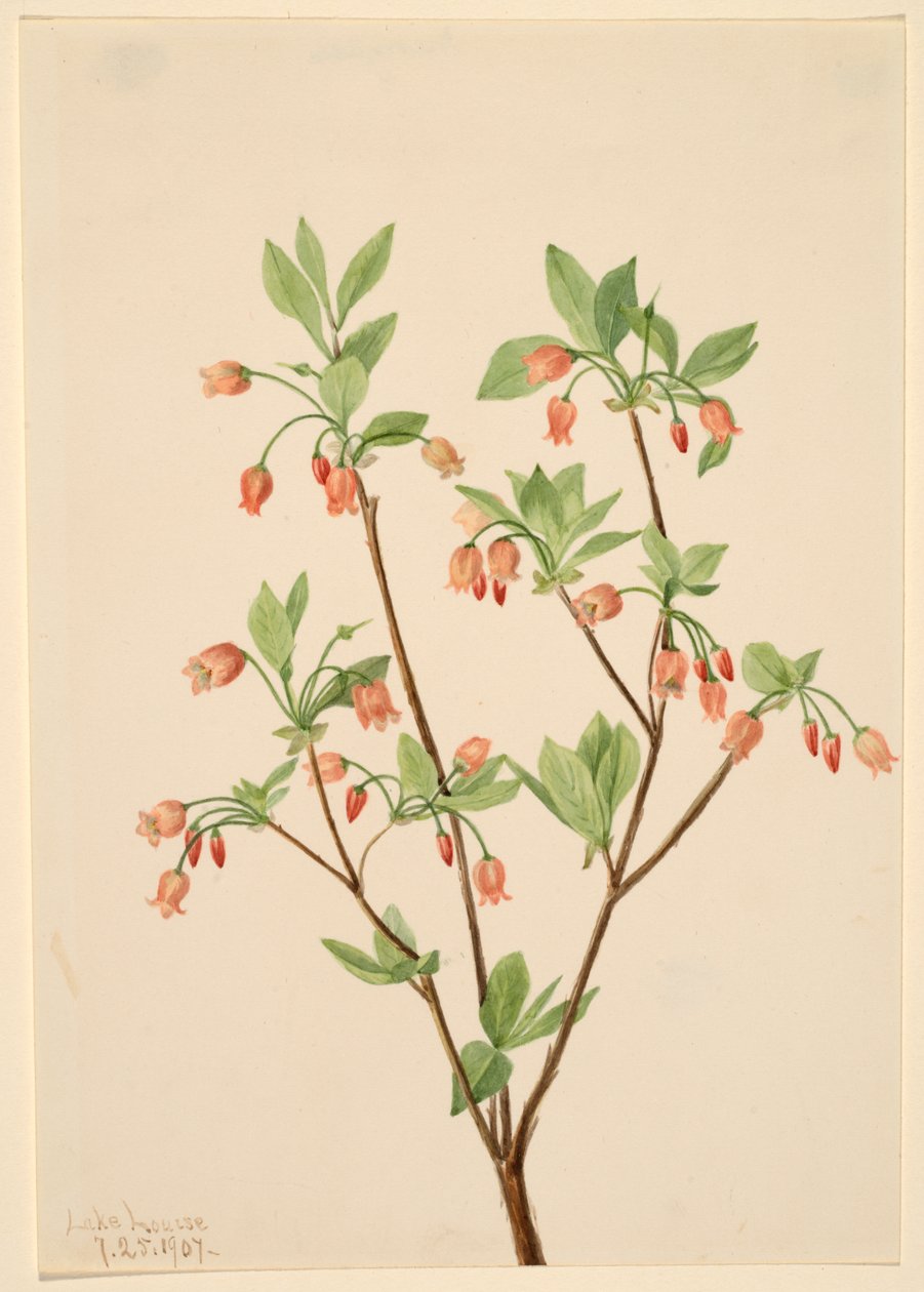Menziesea Menziesea glabella, 1907. od Mary Vaux Walcott