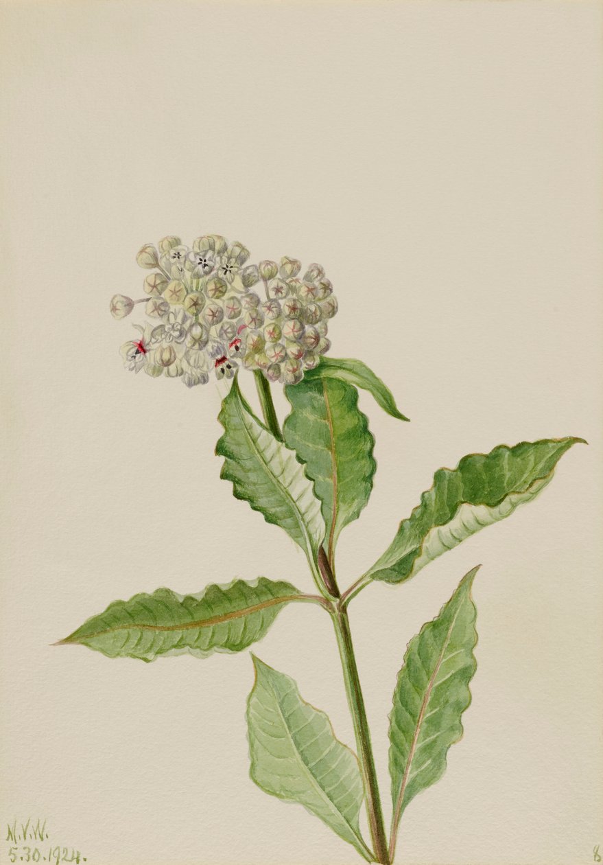 Milkweed Ascelpias, 1924. od Mary Vaux Walcott