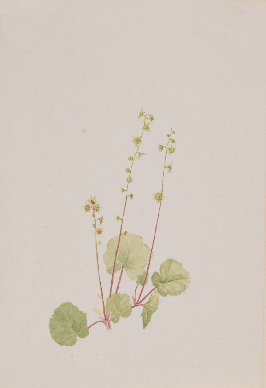 Nahá mušle, ca. 1900-1920. od Mary Vaux Walcott