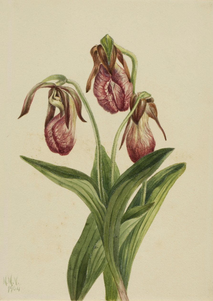 Moccasinový květ Cypripedium acaule, 1904. od Mary Vaux Walcott