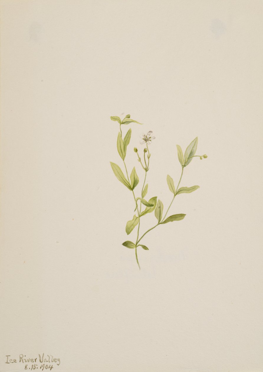 Moehringia laberiflora, 1904. od Mary Vaux Walcott