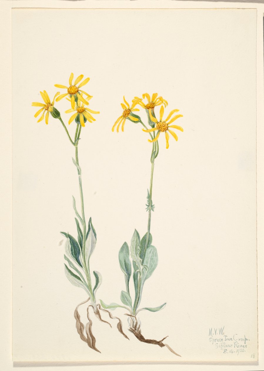 Parnassia Montana (Parnassia montanesis) od Mary Vaux Walcott