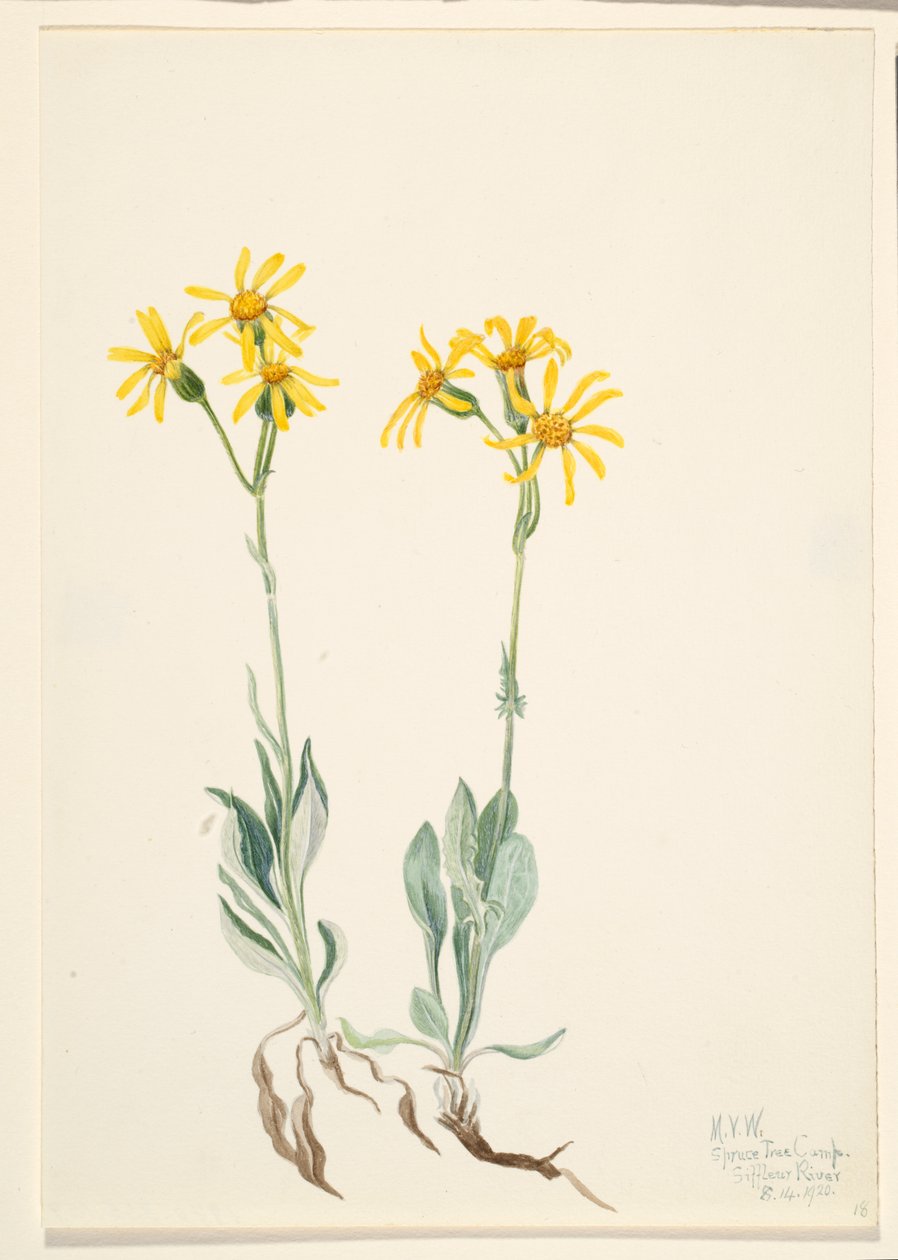 Montana Parnassia Parnassia montanesis, 1920. od Mary Vaux Walcott