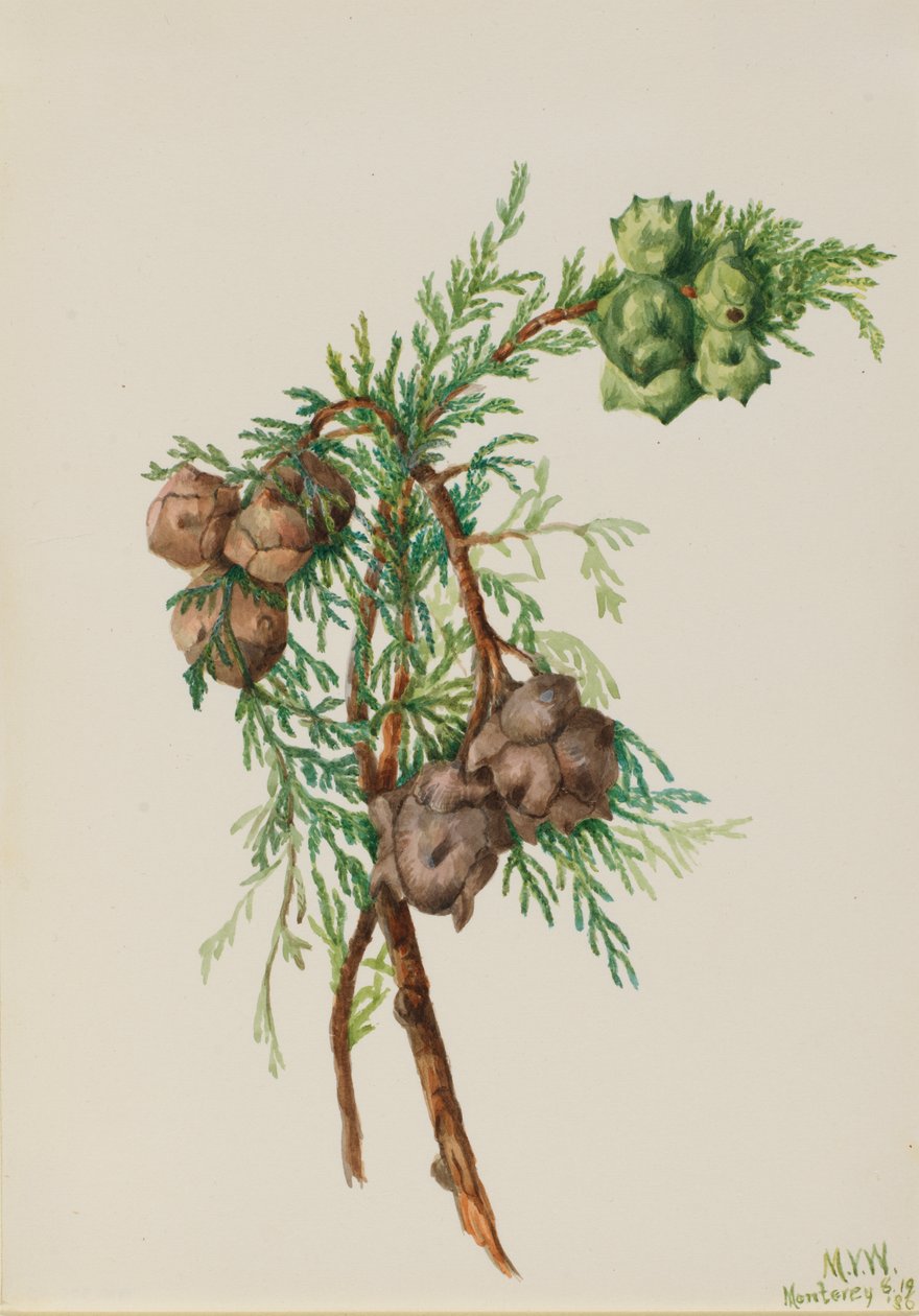 Cypřiš Monterey Cupressus macrocarpa, 1936. od Mary Vaux Walcott