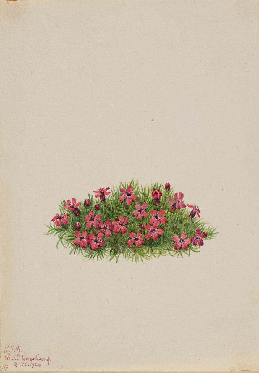 Moss Campion Silene acaulis, 1924. od Mary Vaux Walcott