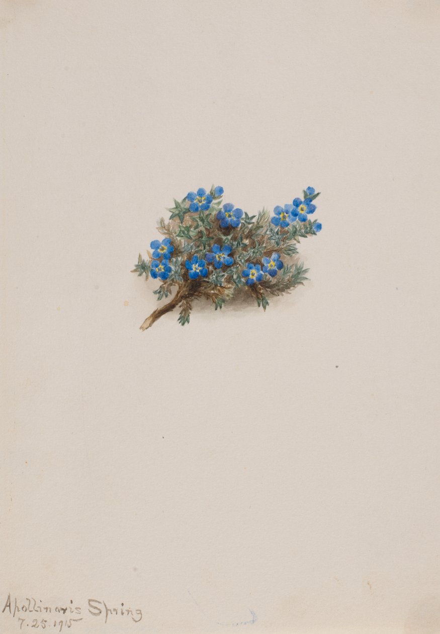 Mechová Pomněnka Eritichum elongatum, 1915. od Mary Vaux Walcott