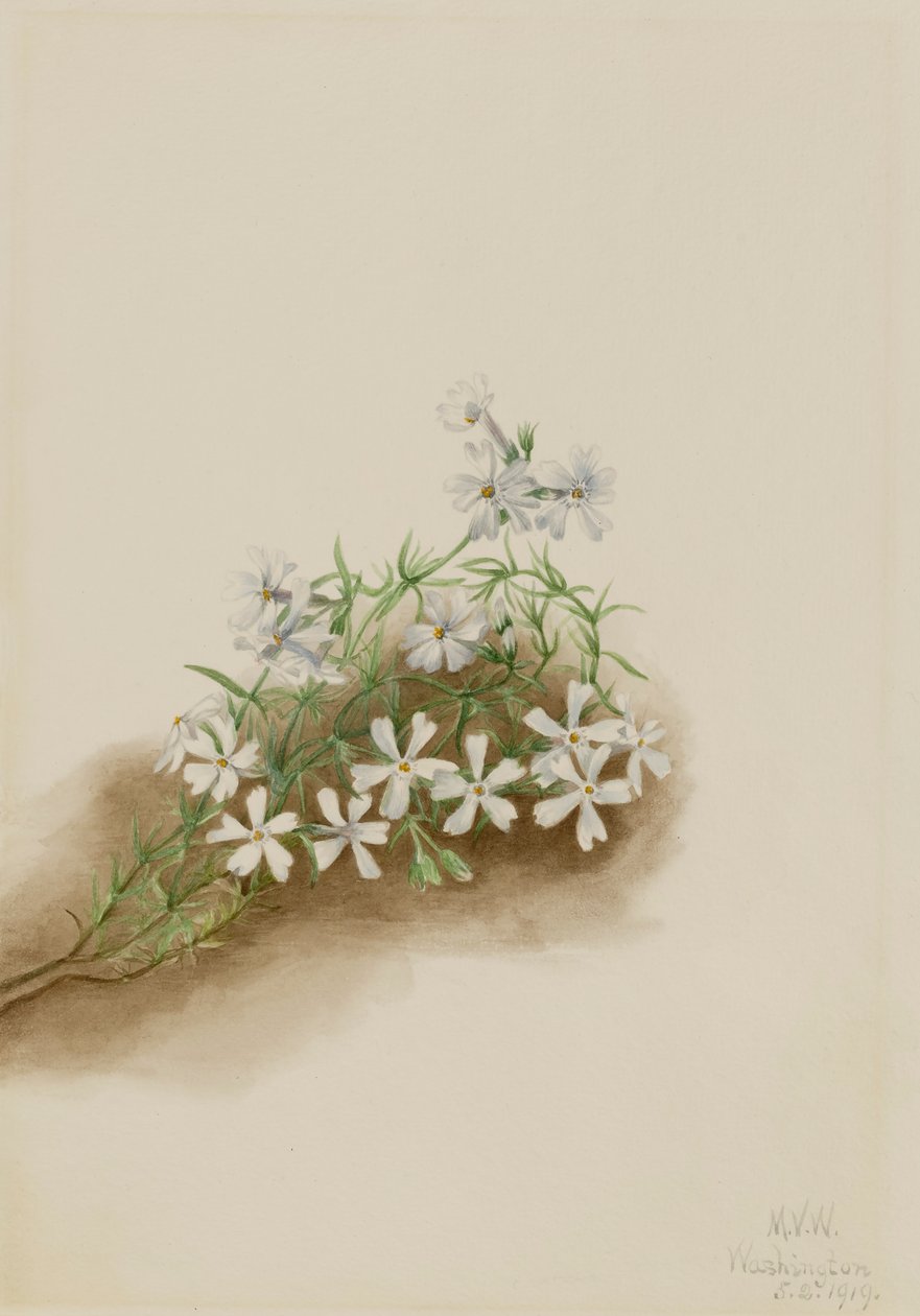 Moss Pink Phlox subulate, 1919. od Mary Vaux Walcott
