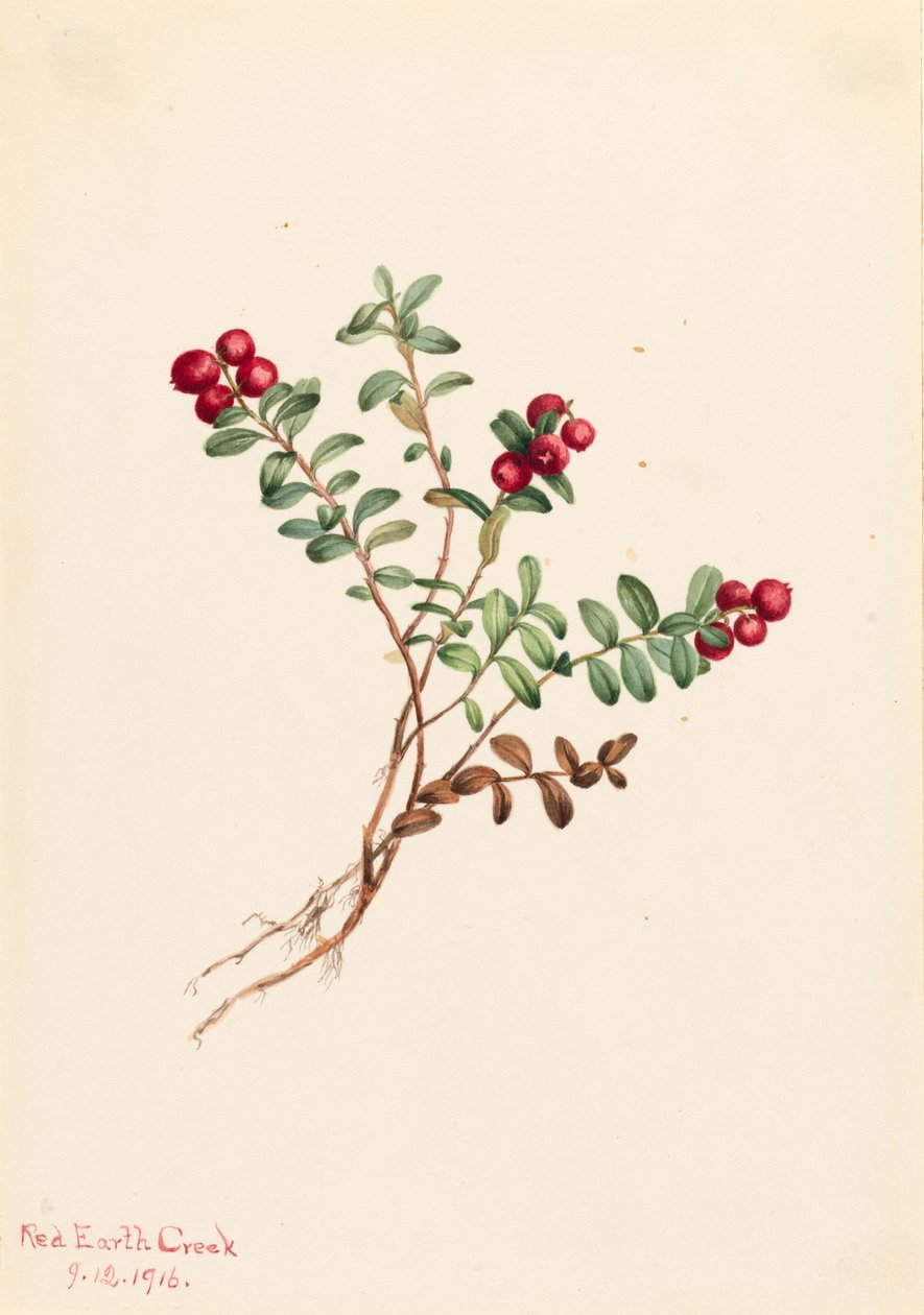 Brusinka horská Vaccinium vitisdaea minus, 1916. od Mary Vaux Walcott