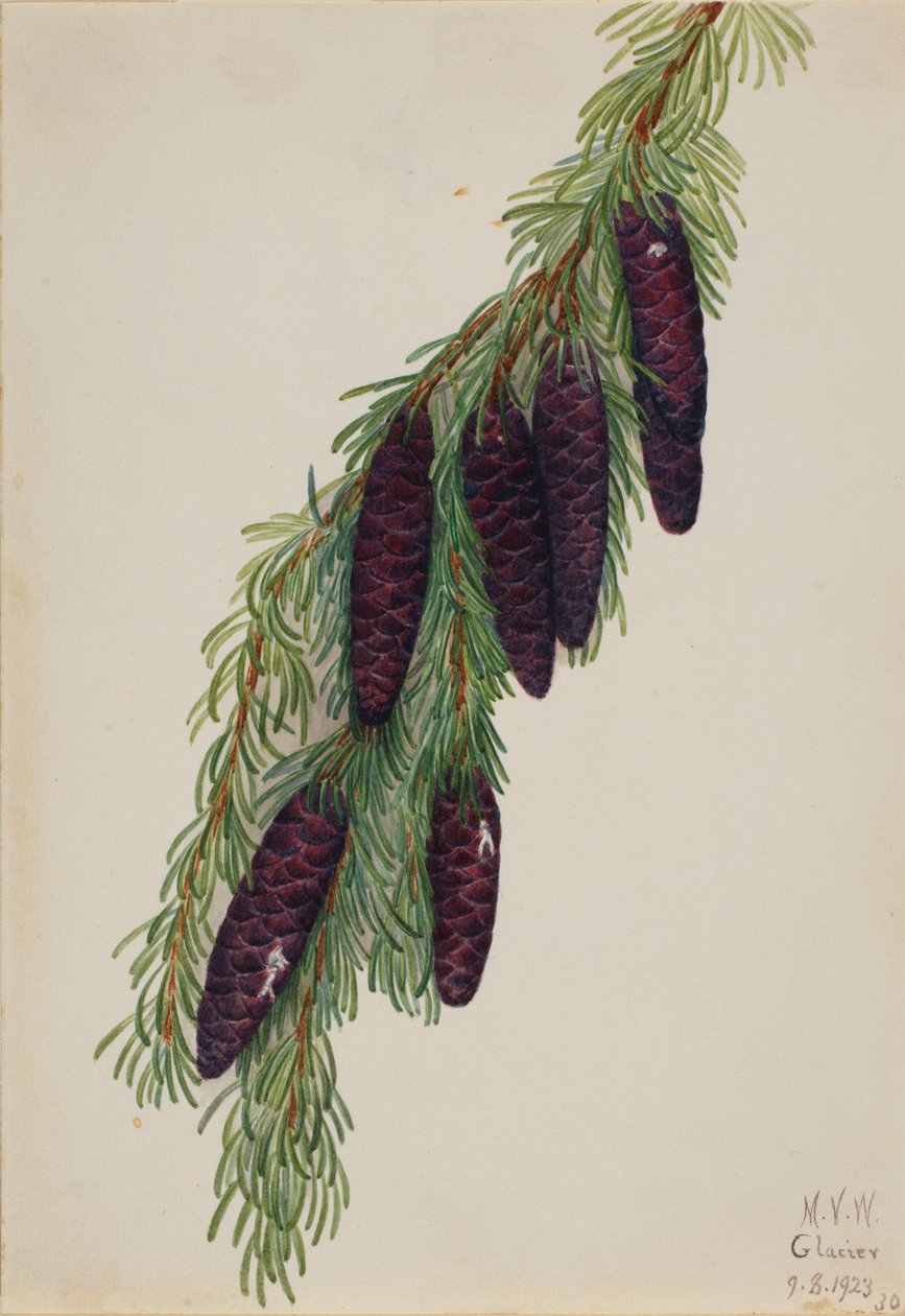 Jedlička horská Tsuga mertensiana, 1923. od Mary Vaux Walcott