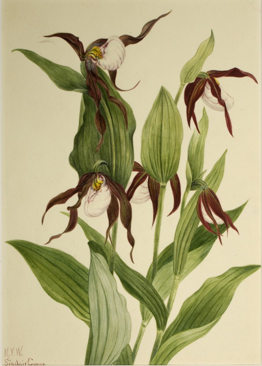 Pantofle horská Cypripedium montanum, 1923. od Mary Vaux Walcott