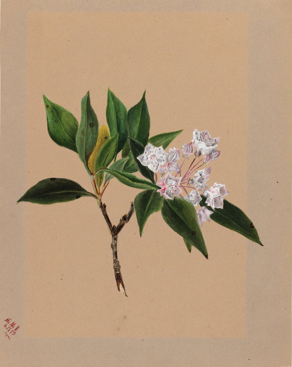Mountain Laurel Kalmia latifolia, 1879. od Mary Vaux Walcott
