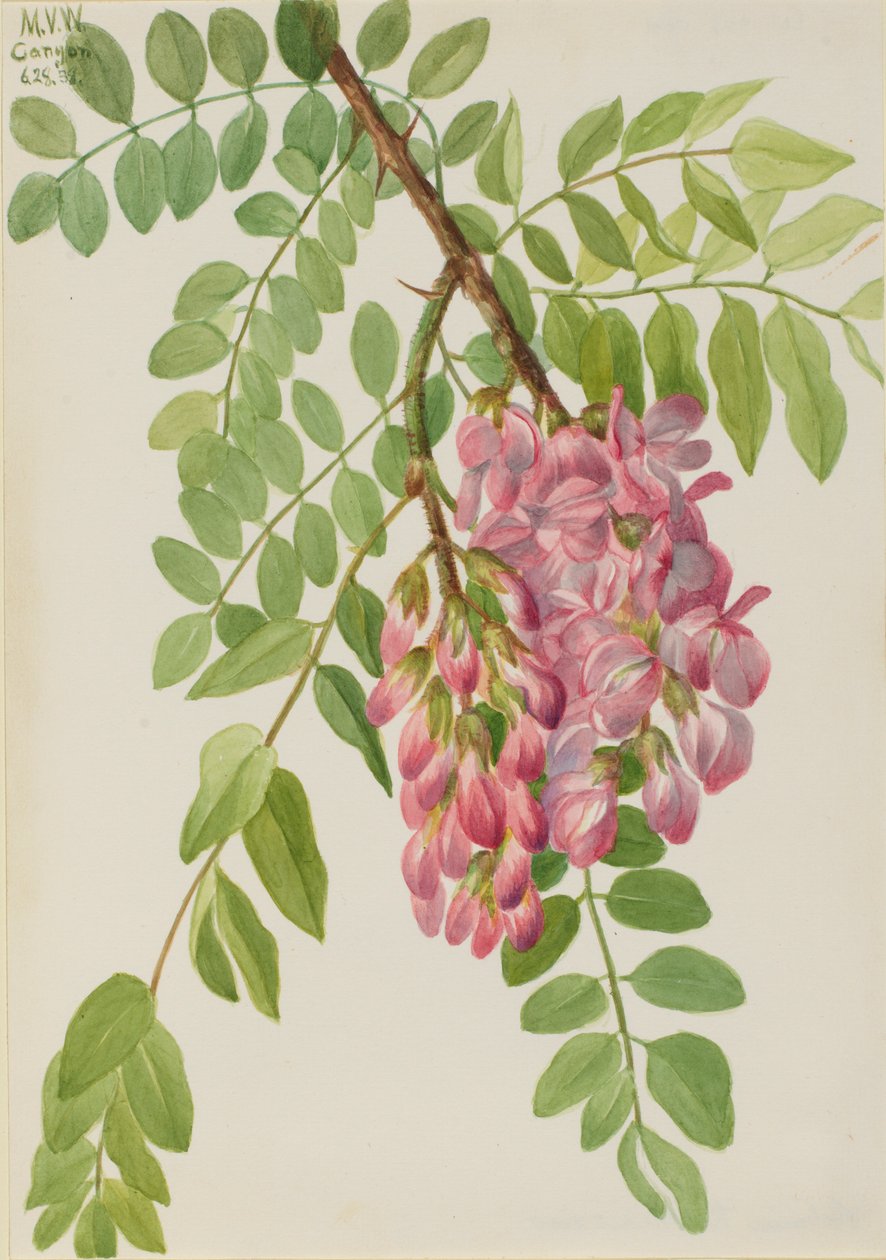 Novomexická saranče (Robinia neomexicana) od Mary Vaux Walcott