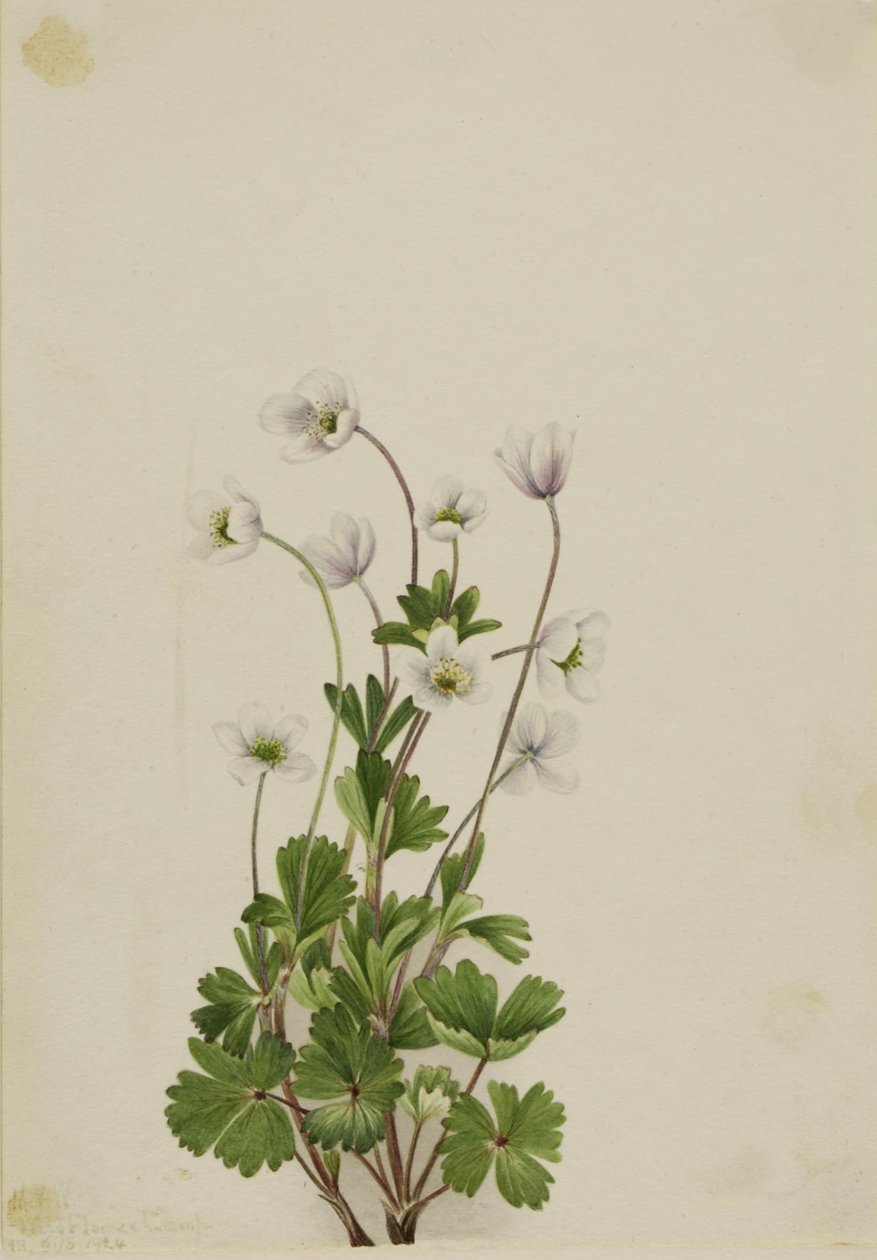 Severní sasanka (Anemone parviflora) od Mary Vaux Walcott