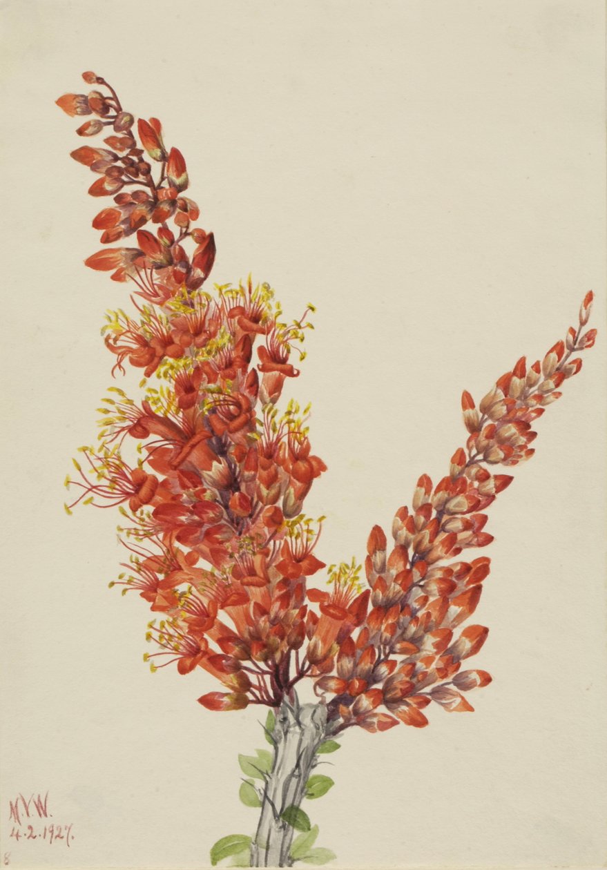 Ocotillo Fouquieria splendens, 1927 od Mary Vaux Walcott