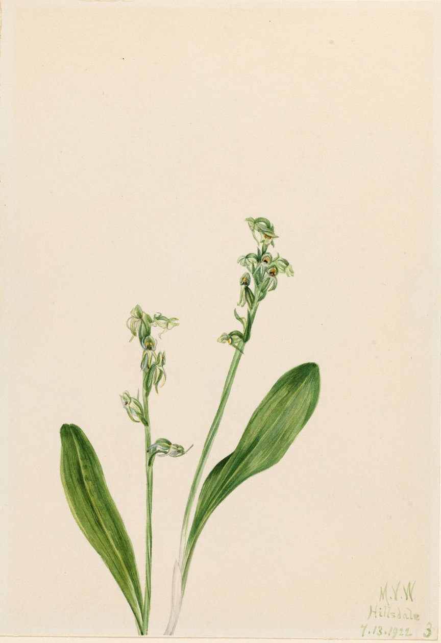 Orchidej jednolistá (Habenaria obtusata) od Mary Vaux Walcott