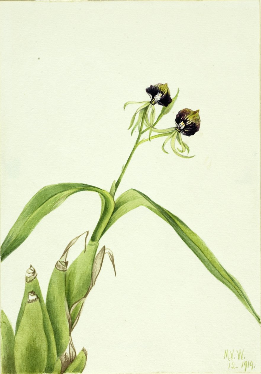 Orchidej (Epidendrum cochleatum) od Mary Vaux Walcott