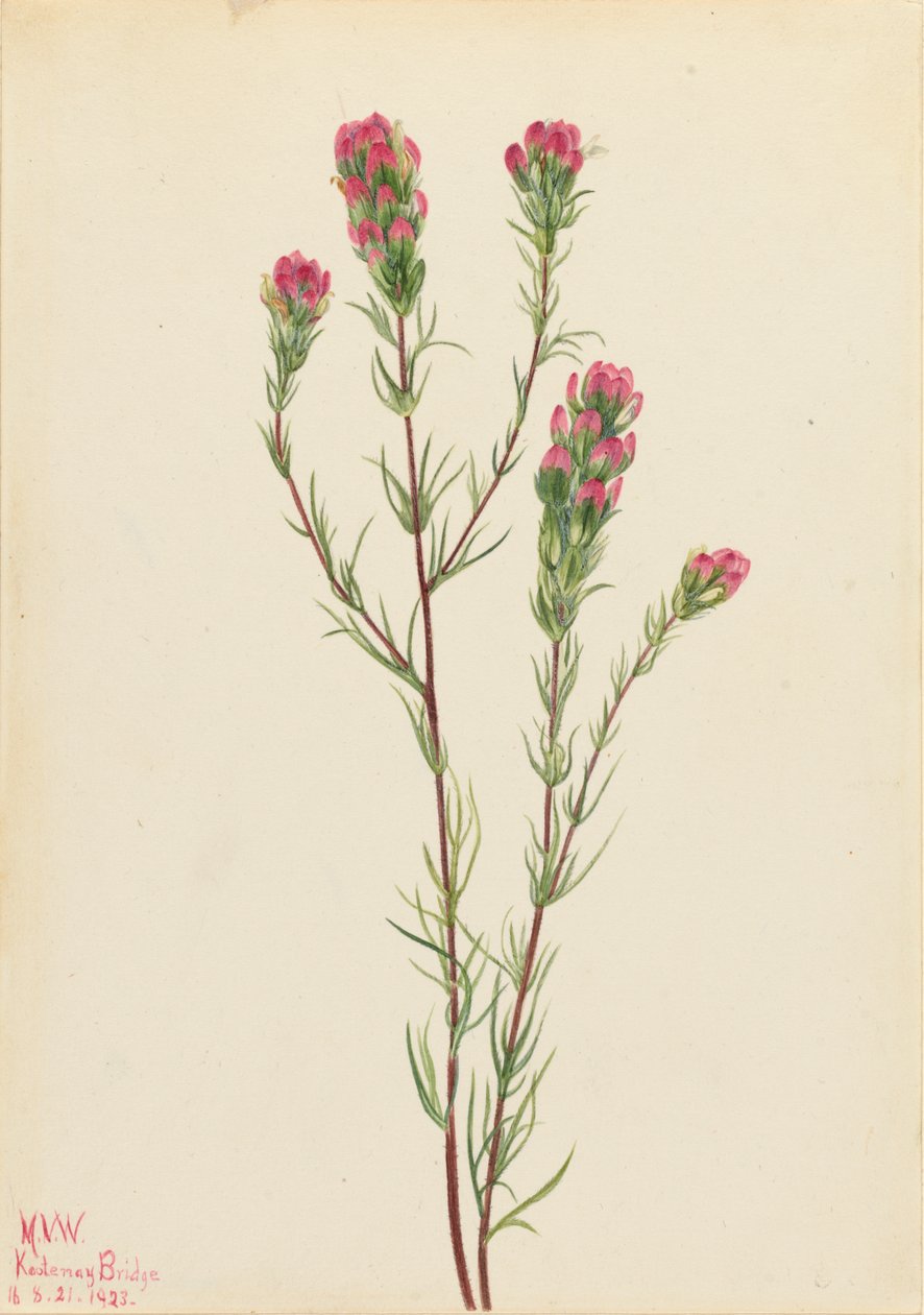 Sova jetel Orthocarpus tenuifolius, 1923. od Mary Vaux Walcott