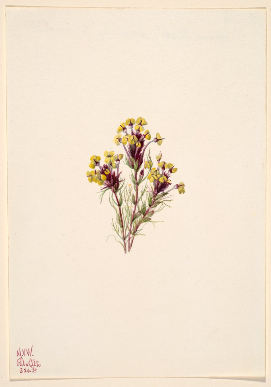 Jetel soví (Orthocarpus erianthus) od Mary Vaux Walcott