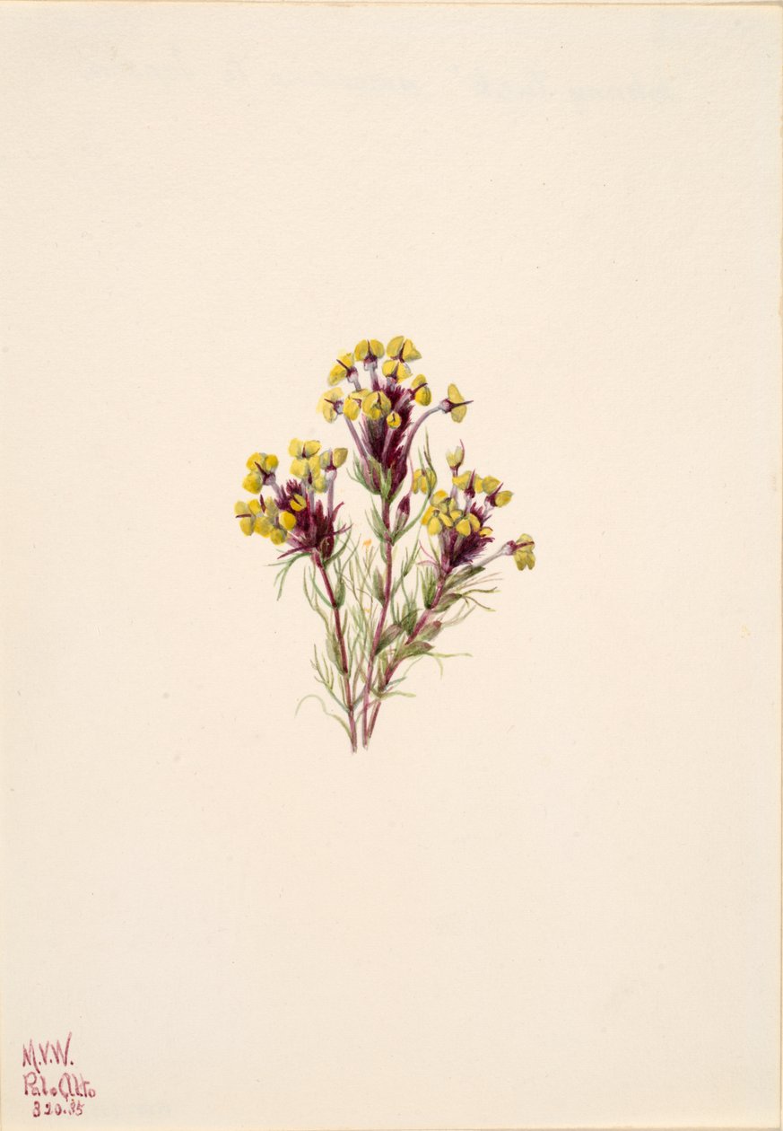 Jetel sova Orthocarpus erianthus, 1935. od Mary Vaux Walcott