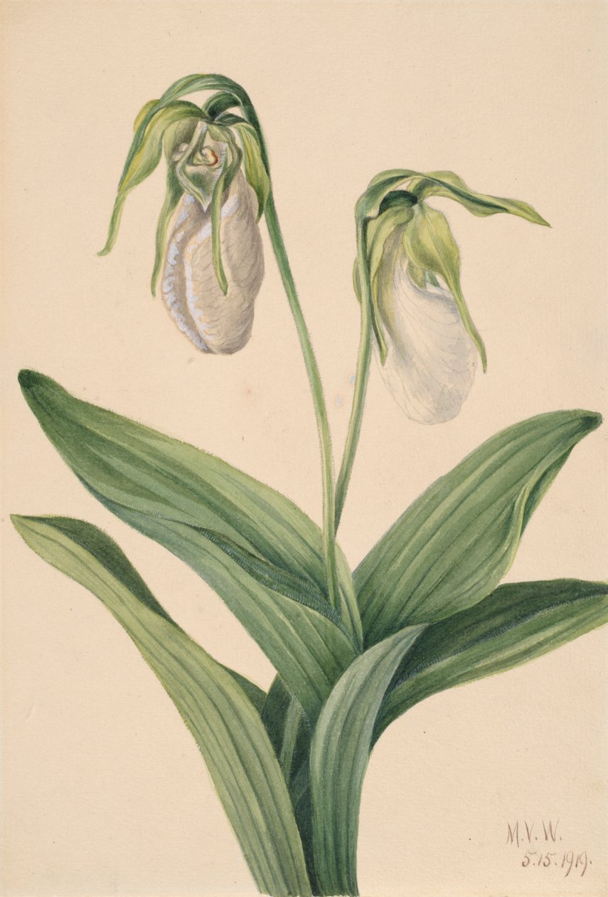 Pantofle bledé dámy Cypridedium acaule, 1919. od Mary Vaux Walcott
