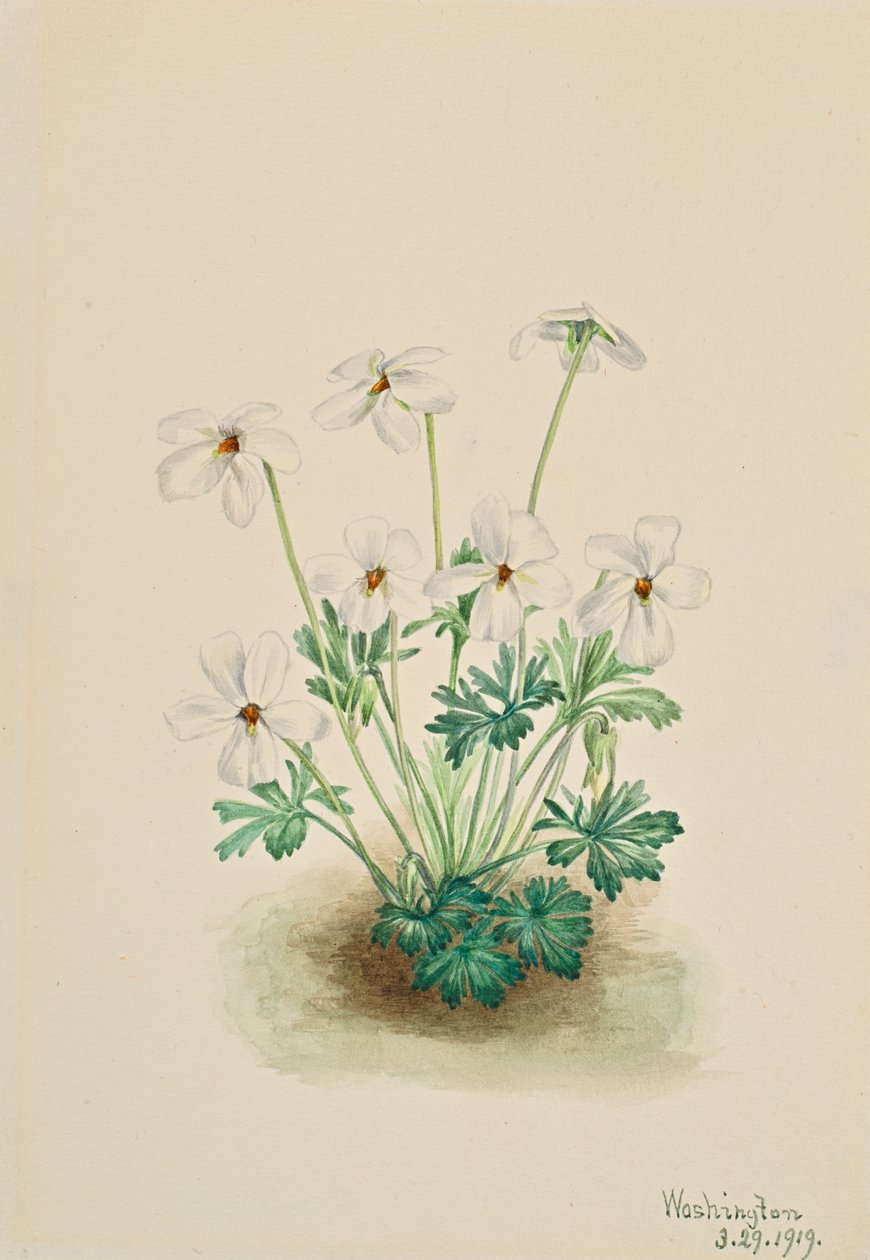 Běhoun Pansy Violet Viola, 1919. od Mary Vaux Walcott