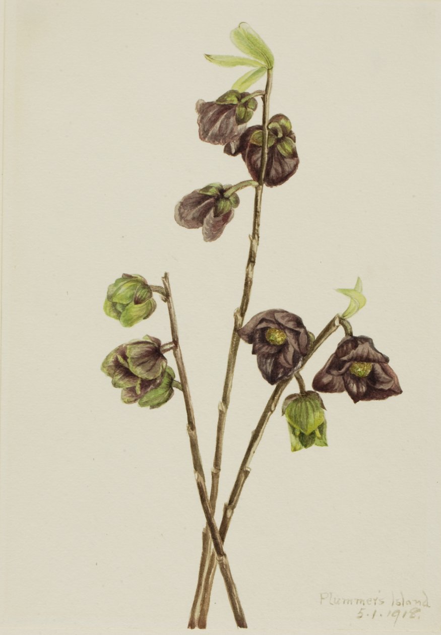 Papaw Asimina triloba, 1918. od Mary Vaux Walcott