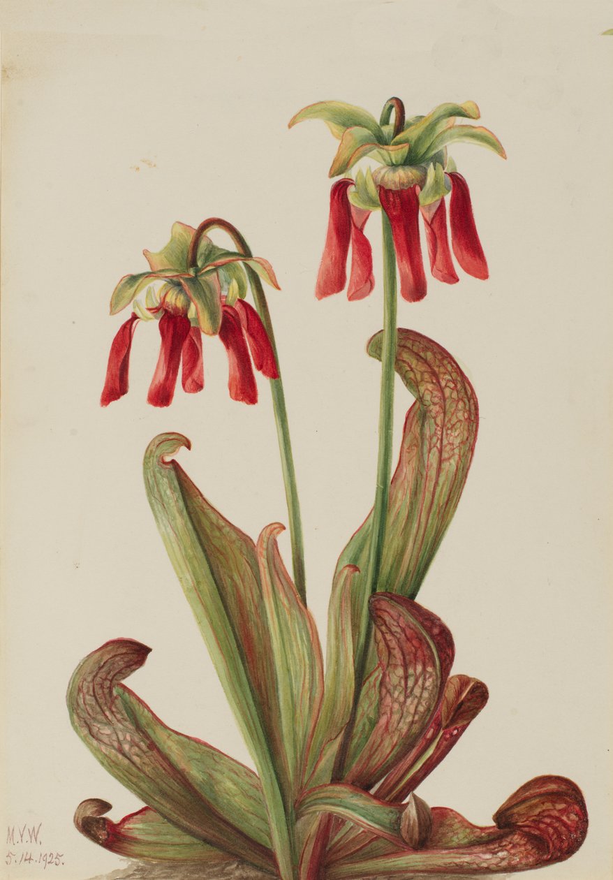 Papouščí láčkovka Sarracenia psittacina, 1925. od Mary Vaux Walcott