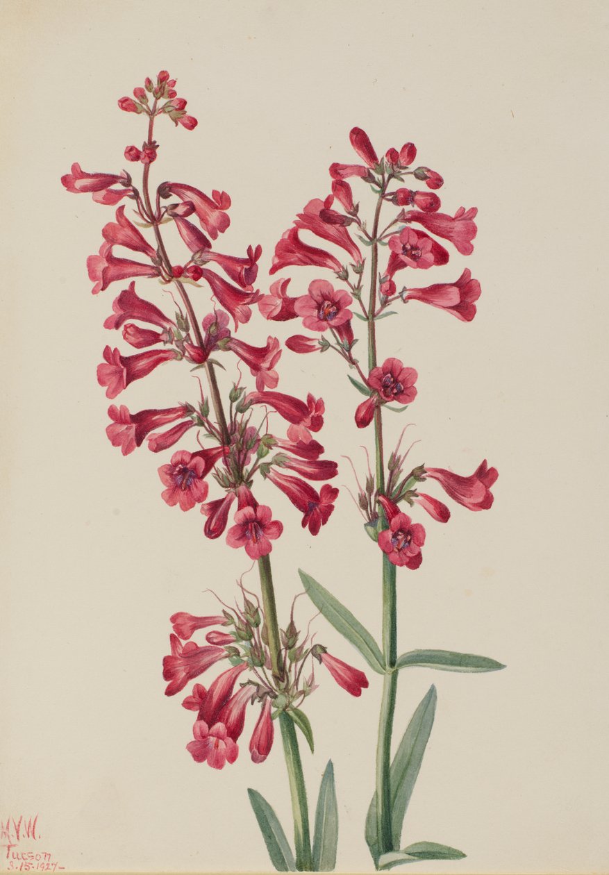 Parryho Penstemon Penstemon parryi, 1927. od Mary Vaux Walcott