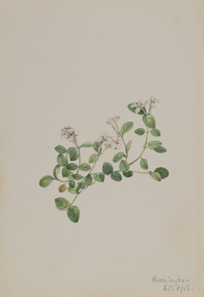 Partridgeberry Mitchella repens, 1918. od Mary Vaux Walcott
