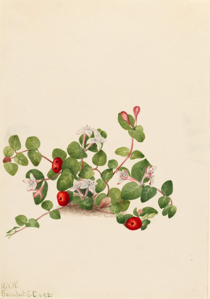 Partridgeberry Mitchella repens, 1925. od Mary Vaux Walcott