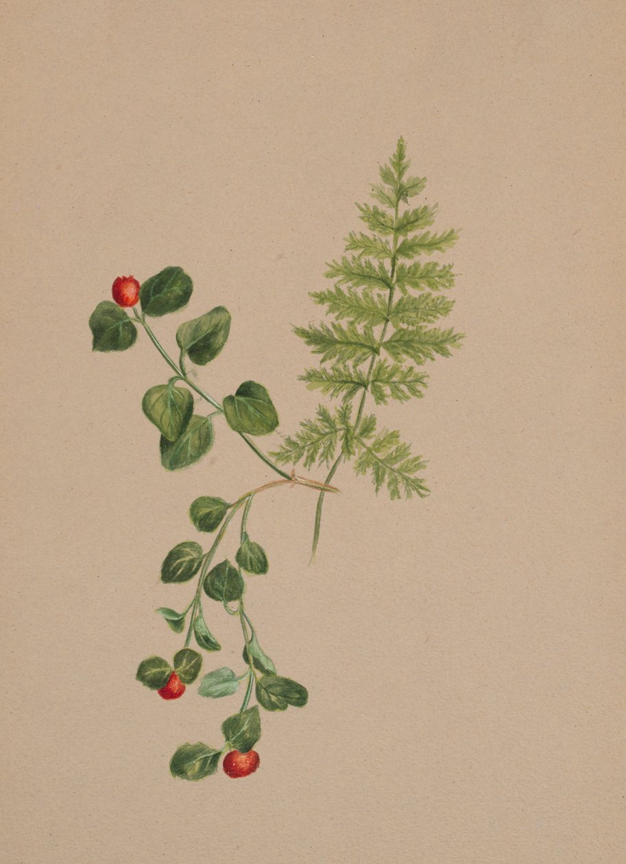 Partridgeberry Mitchella repens, ca. 1883. od Mary Vaux Walcott