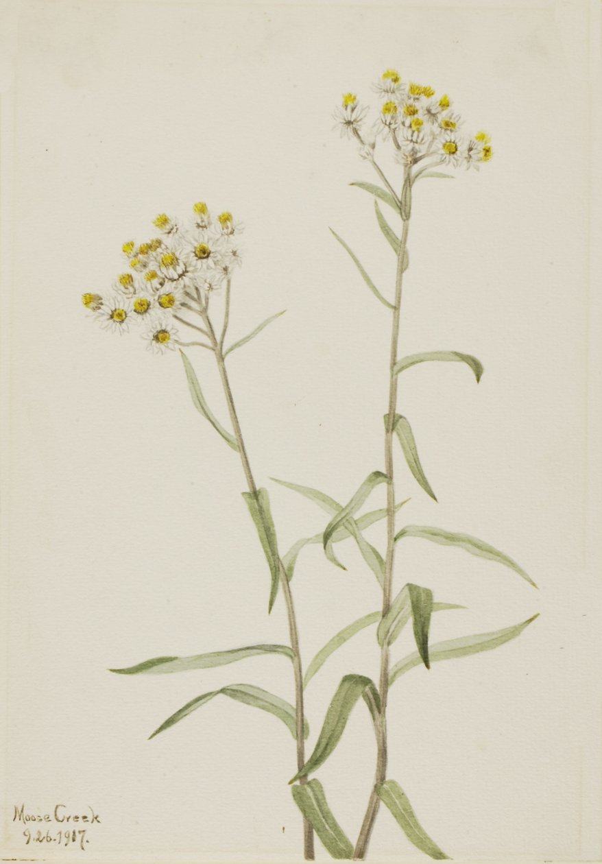 Pearl Everlasting Anaphalis margaritacea, 1917. od Mary Vaux Walcott