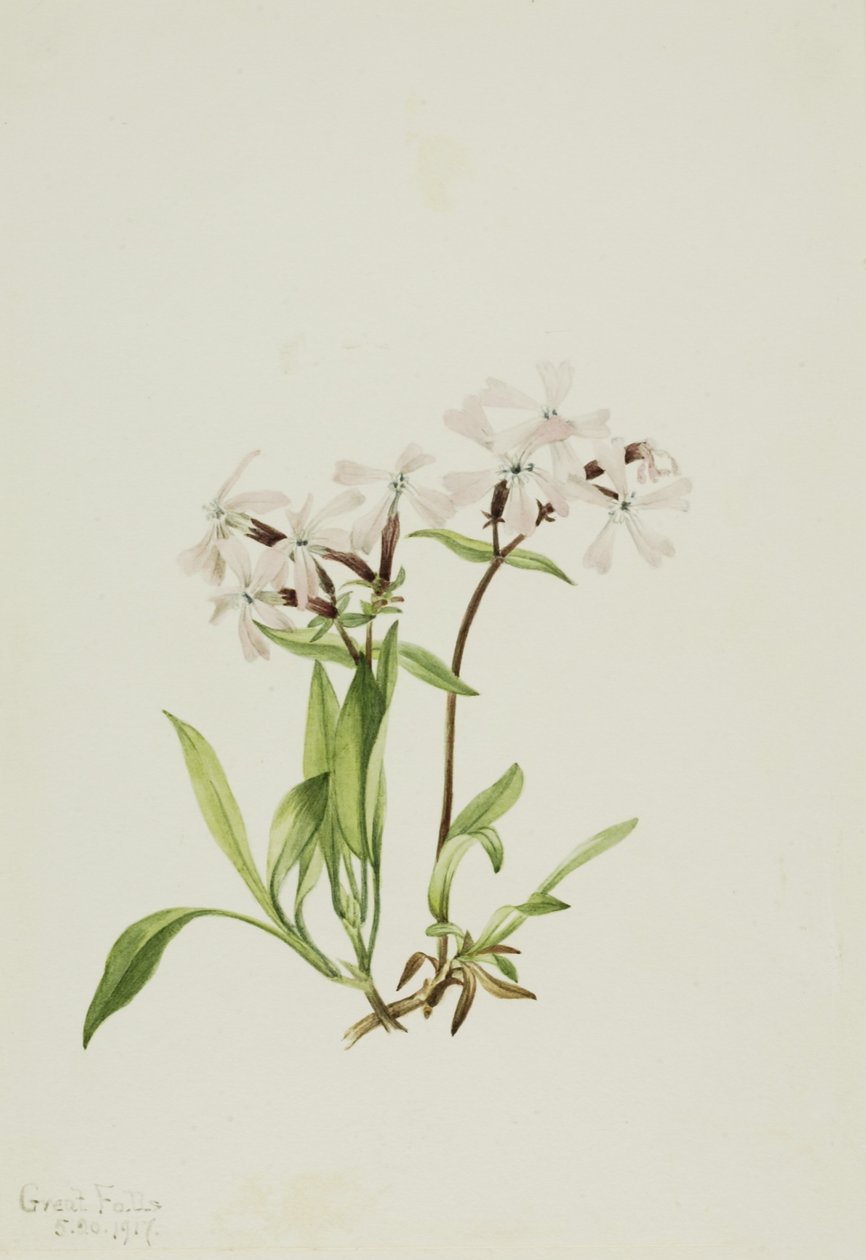 Rašeliník (Silene caroliniana) od Mary Vaux Walcott