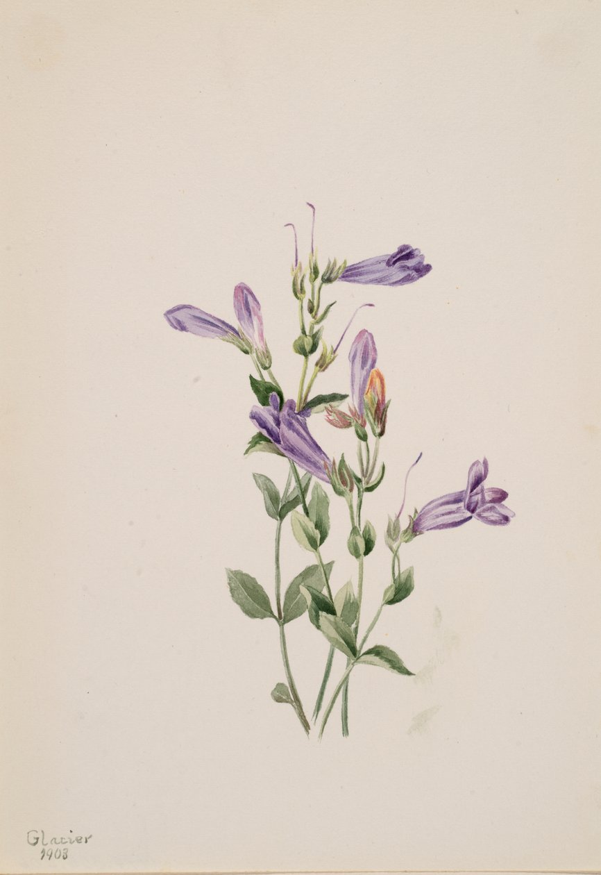 Penstemon Penstimon fruiticosus, 1903. od Mary Vaux Walcott