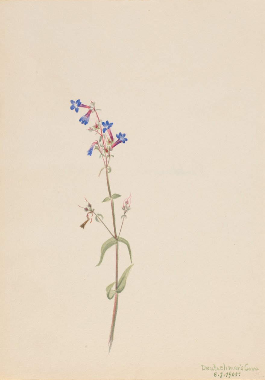 Pentstemon (Pentstemon procerus) od Mary Vaux Walcott