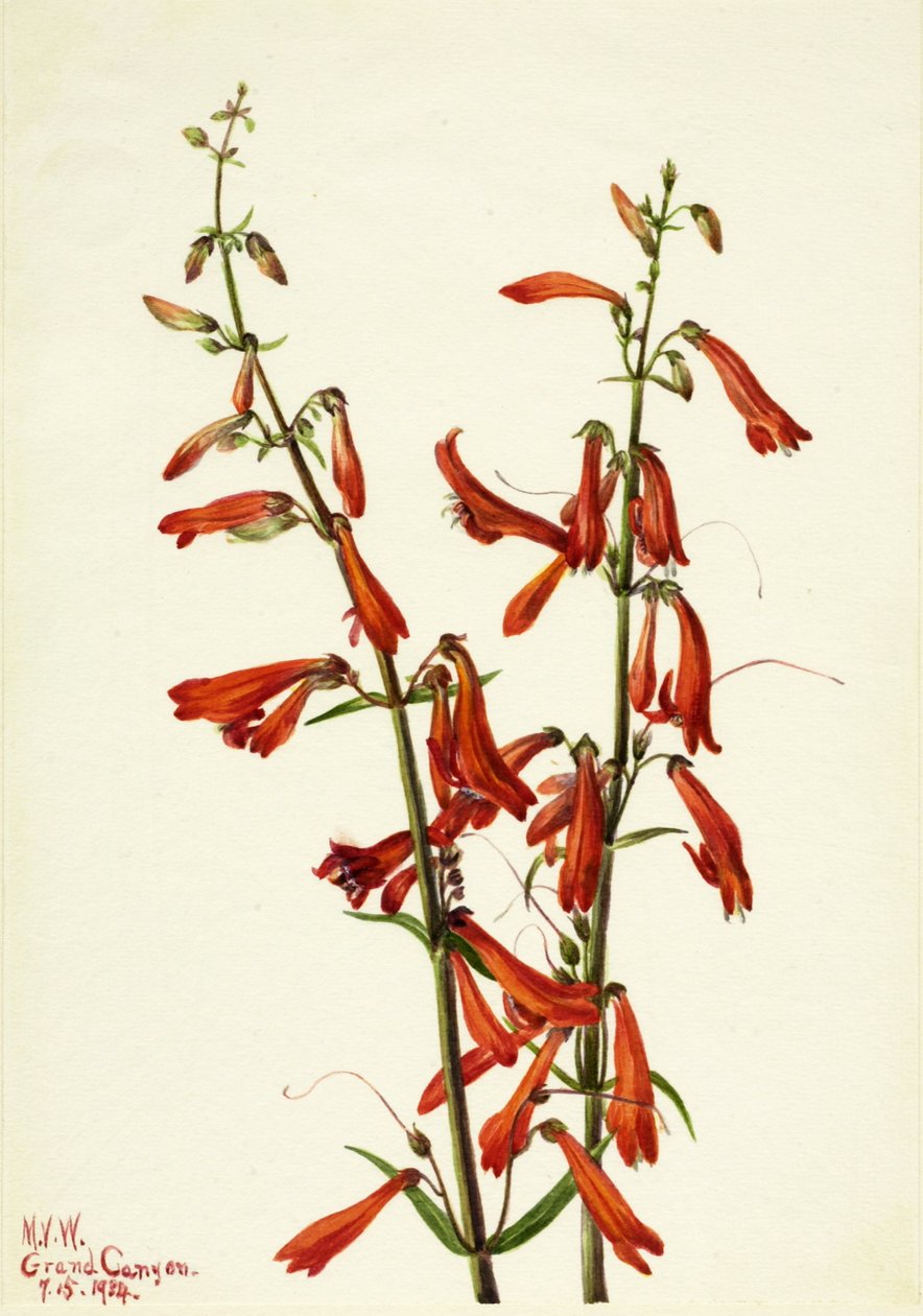 Pentstemon Pentstemon barbatus, 1934. od Mary Vaux Walcott
