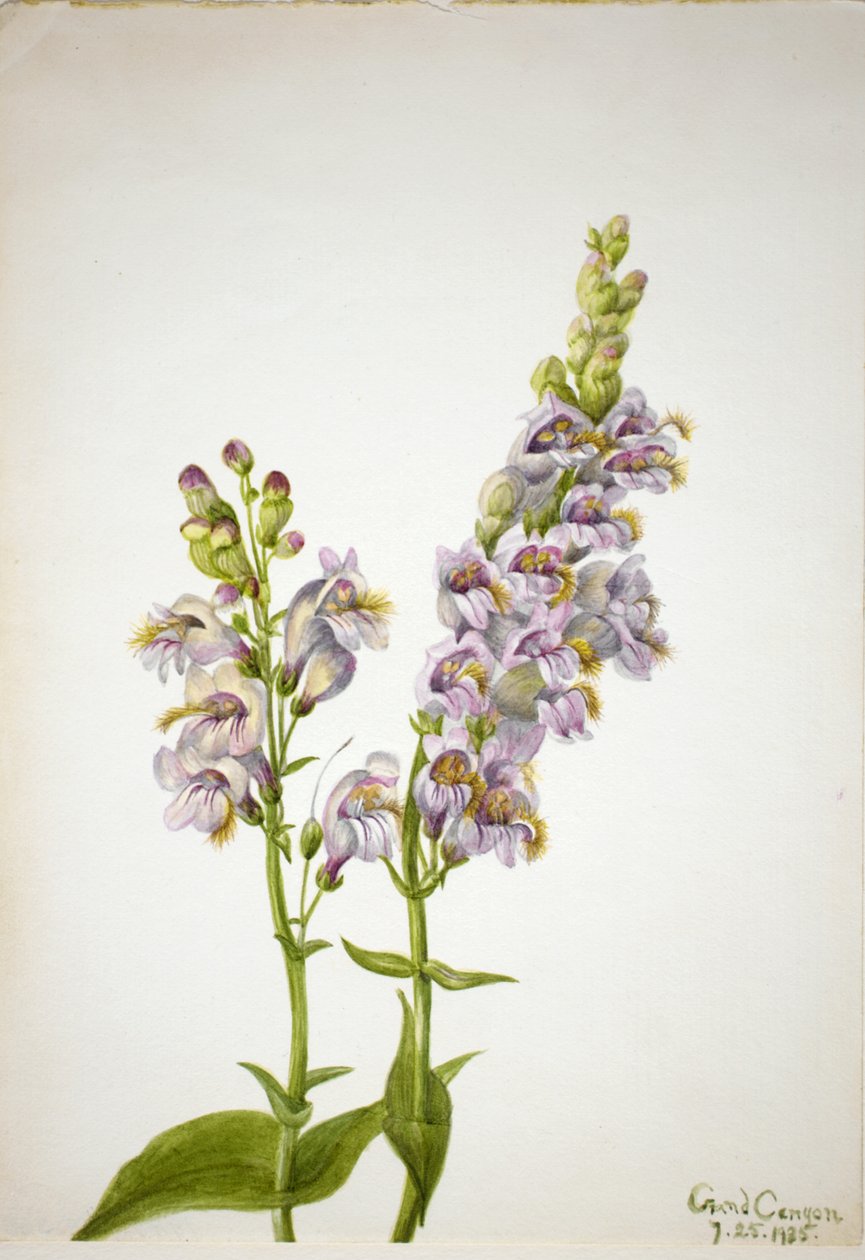 Pentstemon Pentstemon macranthus, 1935. od Mary Vaux Walcott