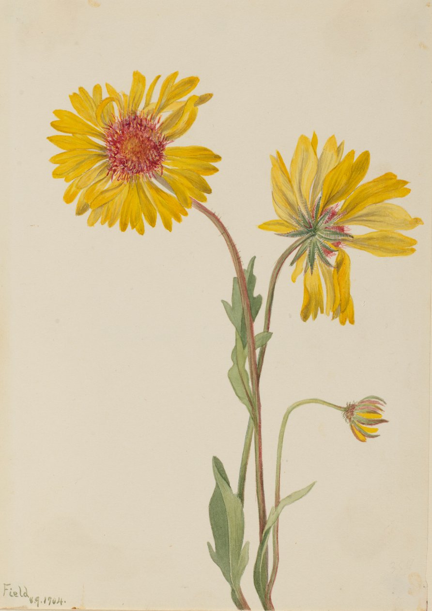 Trvalka Gaillardia (Gaillardia aristata) od Mary Vaux Walcott