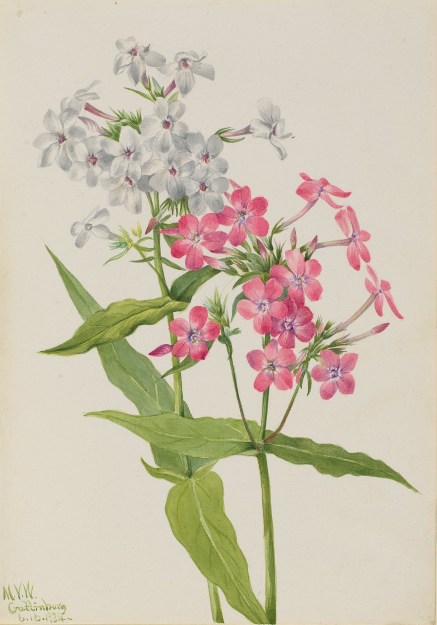 Vytrvalý flox (Phlox paniculata) od Mary Vaux Walcott