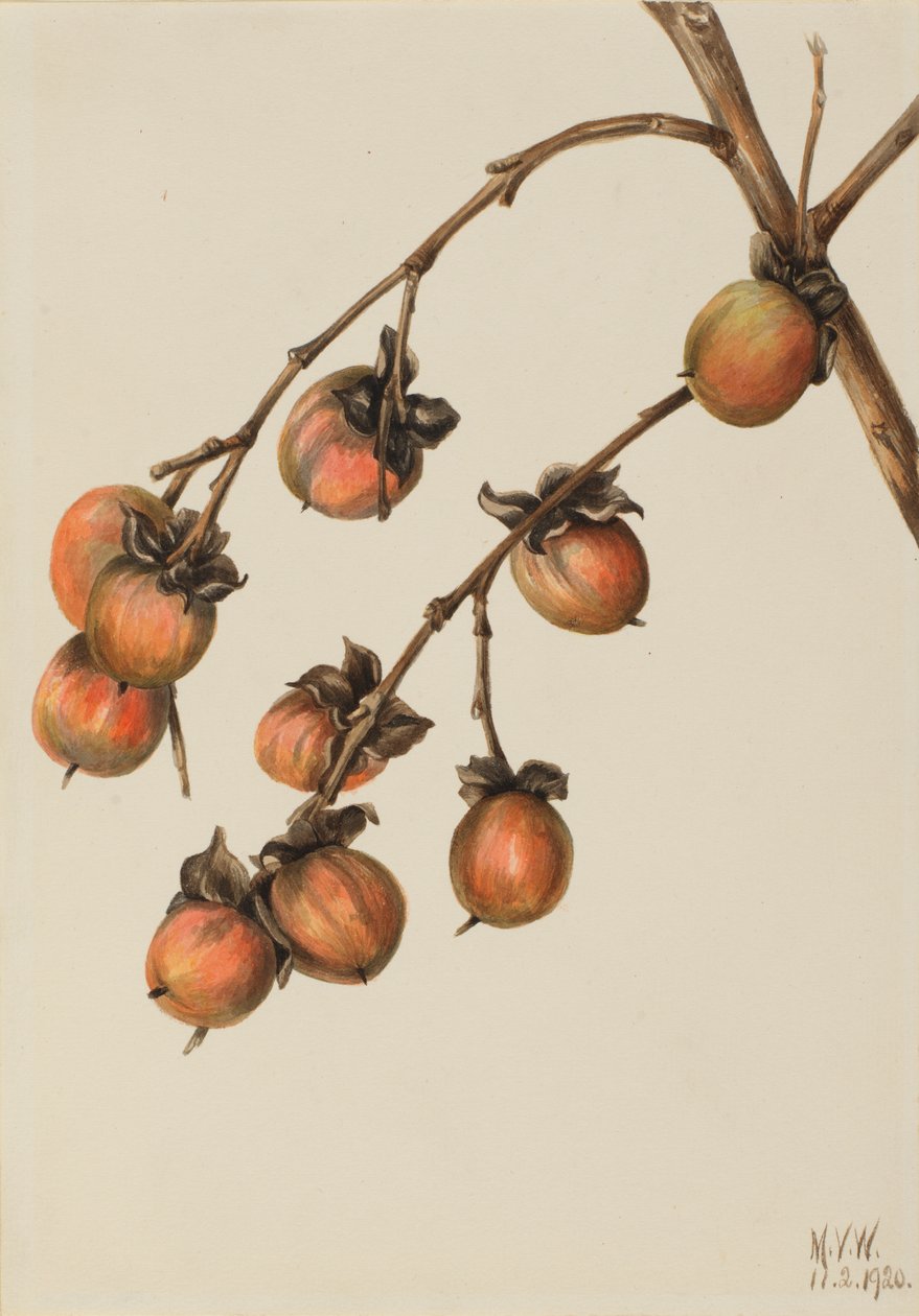 Tomel Diospyros virginiana, 1920. od Mary Vaux Walcott